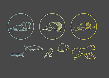 Tile Picture Brain, Behavior and Evolution